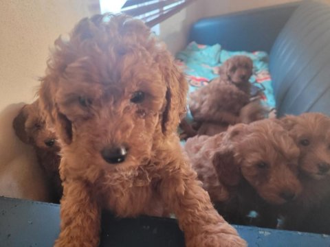 Toy poodle köpeği