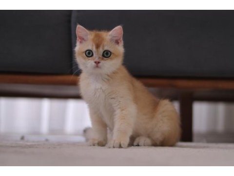 Şecereli safkan british shorthair ny11 erkek yavru