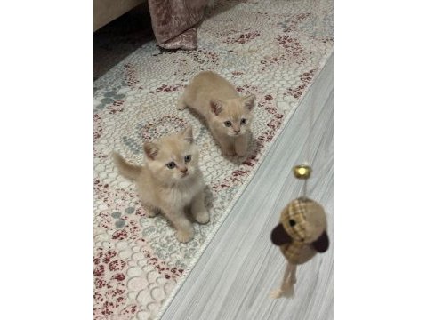 2 aylık british shorthair bebeklerimiz