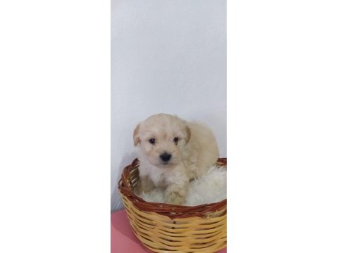 Maltipoo bebekler teslime hazır