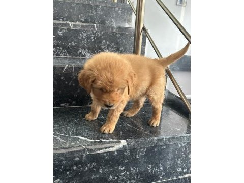 A kalite sağlık ırk garantili golden retriever yavrular