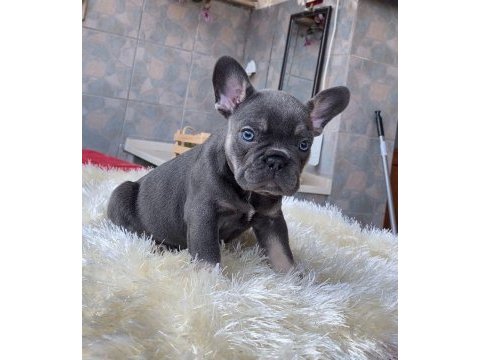 Egzotik blue french bulldog yavrularım rezerveye açık