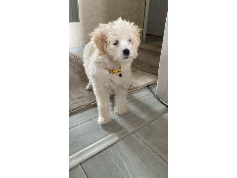 A kalite maltipoo yavrusu