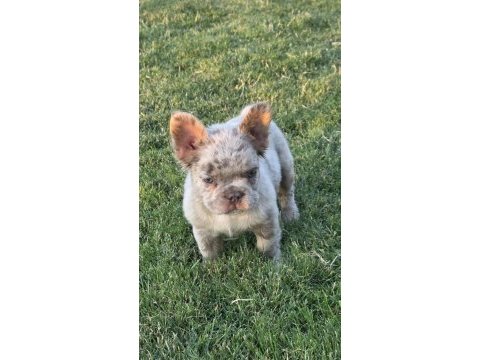 Fluffy french bulldog new shade isabella tan merle