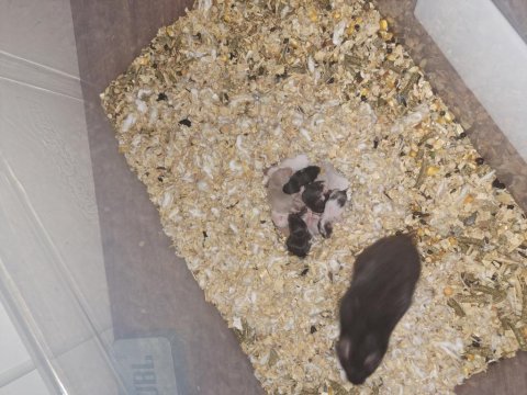 Yavru suriye hamster