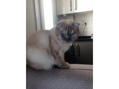 Mavi gözlü asil scottish fold prenses