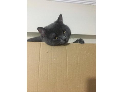 British shorthair gri 11 aylık kedimiz
