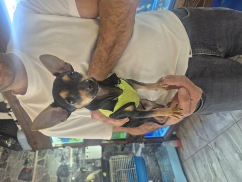 Minyatür güzellik köpeğimiz