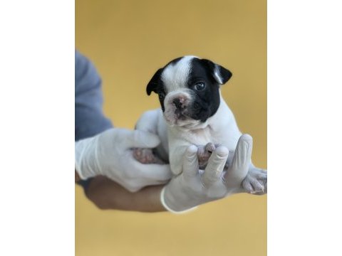 Irk garantili fransız bulldog yavrularımız