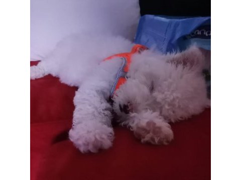 Sahibinden maltese terrier 3 aylık