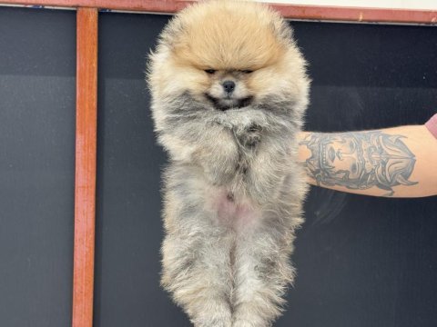 Petmode köpek çiftliğinden pomeranian yavrular