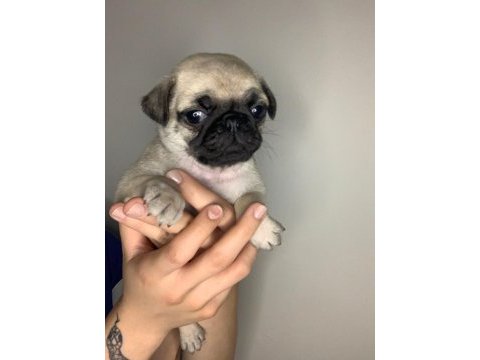 A kalite pug yavrular için mesaj atınız