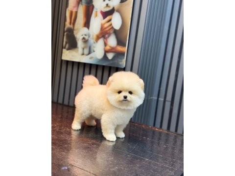 Show kalite pomeranian boo yavru köpekler