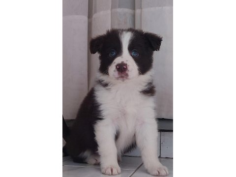 Sağlıklı safkan border collie yavrular
