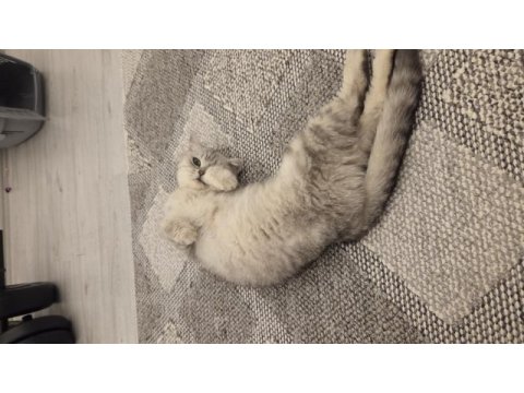 Ücretsiz sahiplendirilecek kedimiz