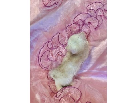 Safkan british shorthair bebek