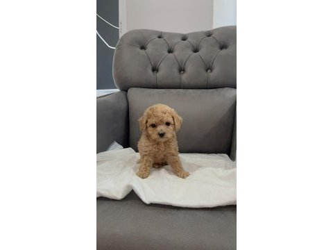 Uyguna apricot toy poodle yavrular sizlerle