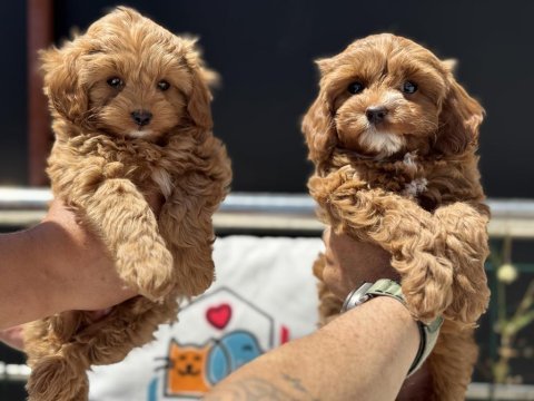 Ankaranın en elit kore maltipoo yavruları