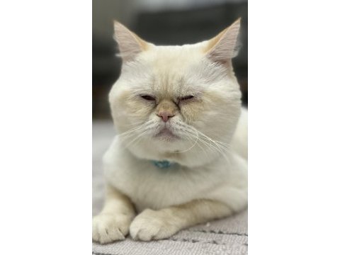 Çok sakin ve asla koku bırakmaz asla british shorthair