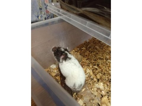 Her renk hamster mevcuttur