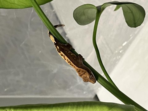 Özel morph herşeyi ile crested gecko