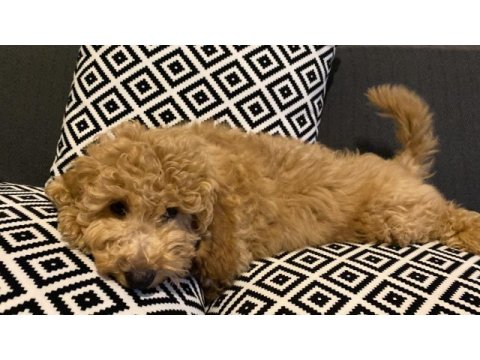 3 aylık dişi poodle uygun