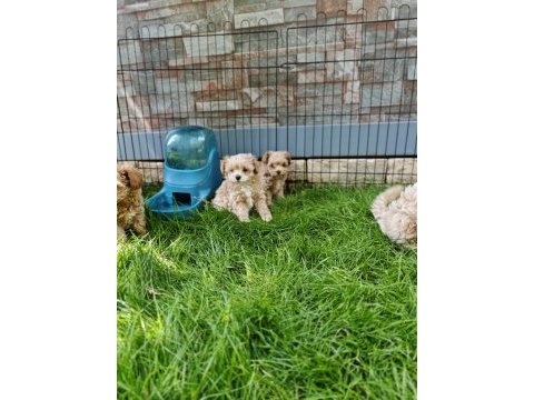 Orijinal maltipoo yavrular