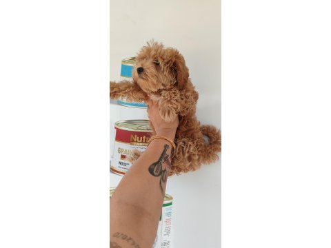 F1 dizayn minyatür maltipoo güzellik