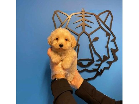 Baby face ırk garantili maltipoo yavrularımız