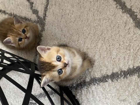 Safkan british shorthair golden yavrular