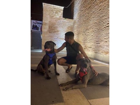 Acil satılık cane corso köpekler