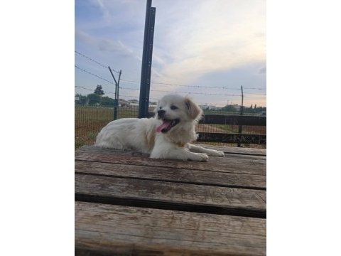 Maltese köpeğimize yuva arıyoruz