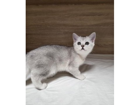 Çok oyuncu british shorthair yavrumuz