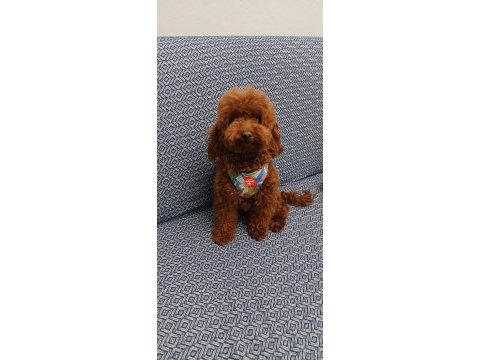 Premıum korea teacup toy poodle yavrularımız
