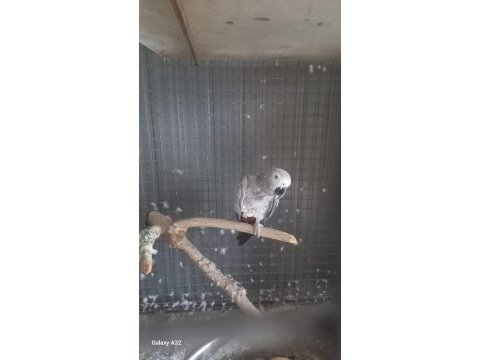 7 yasında erkek jako papağanı