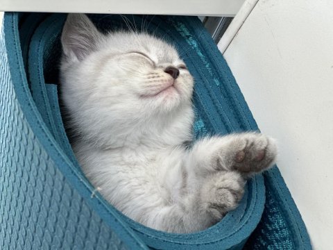 Şecereli british shorthair bebeklerim