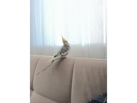 1 yaşında ele alışkın konuşan sultan papağanı