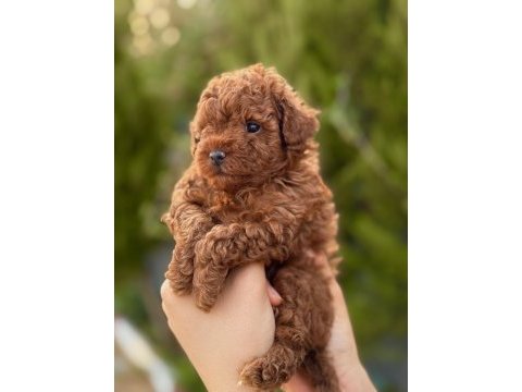 Lütfen inceleyiniz köpeğimizi