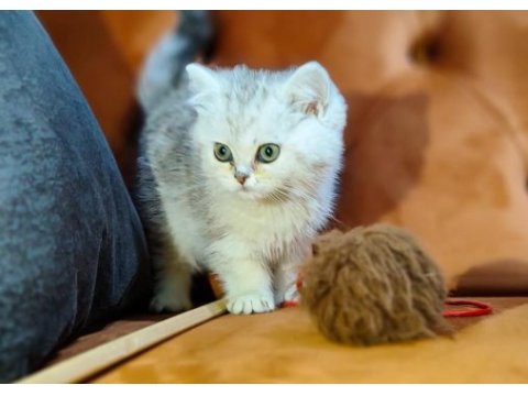 Dünyanın en güzel chinchilla bebemler