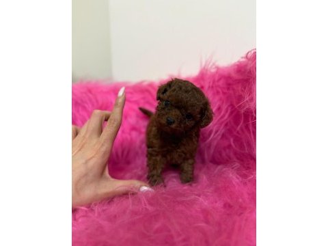 Micro teacup kore poodle bebeklerimiz