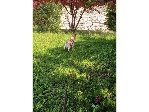 10 aylık jack russell yavrumuz