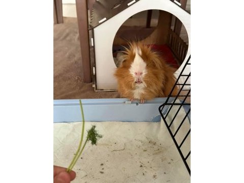 Acil sahiplendirilecek 2 adet ginepig