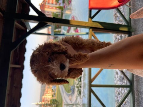 Yeni trend cavapoo
