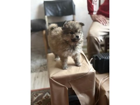 Pomeranian erkek yavru
