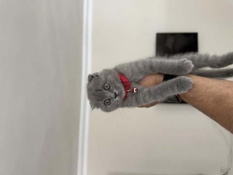 Son kalan bal bebek scottish fold