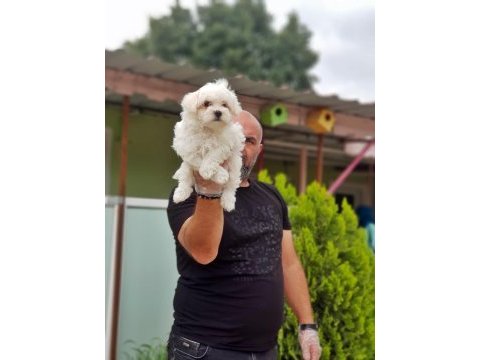 Maltese terrier yavru köpeğimiz