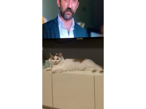 Ankara kedisi kırması