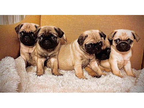 Oyuncu tompik pug bebekler