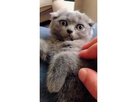 Kesik kulak scottish fold uyguna