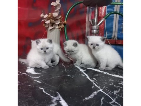 British blue point a kalite bebekler